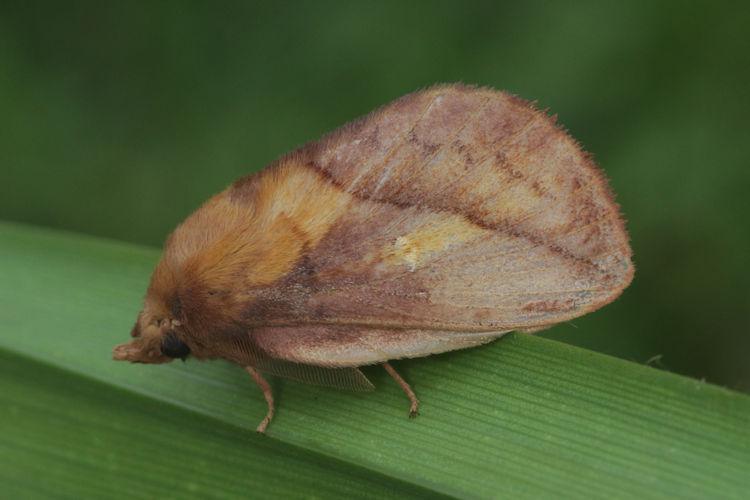 Euthrix potatoria: Bild 2