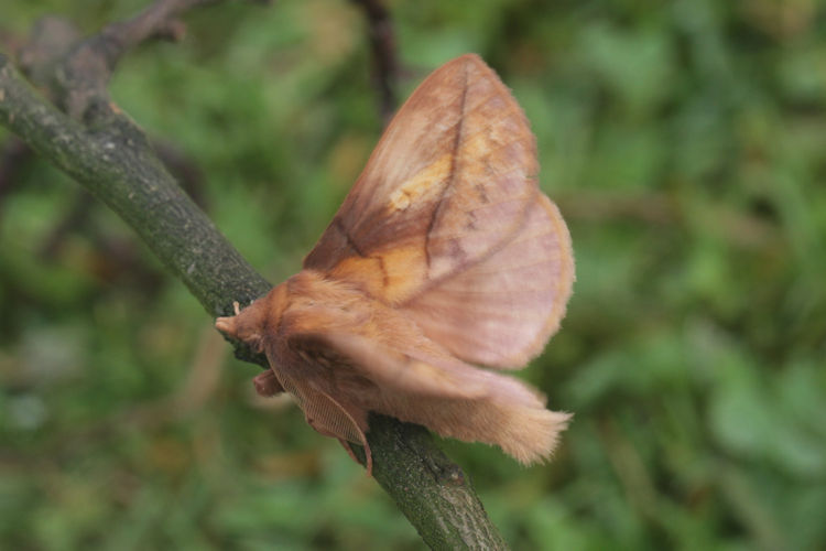 Euthrix potatoria: Bild 5