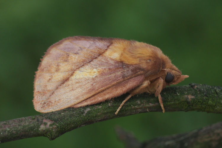 Euthrix potatoria: Bild 9