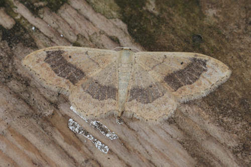 Idaea aversata: Bild 28