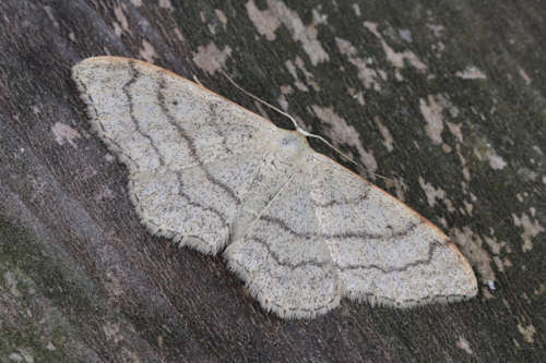 Idaea aversata: Bild 29