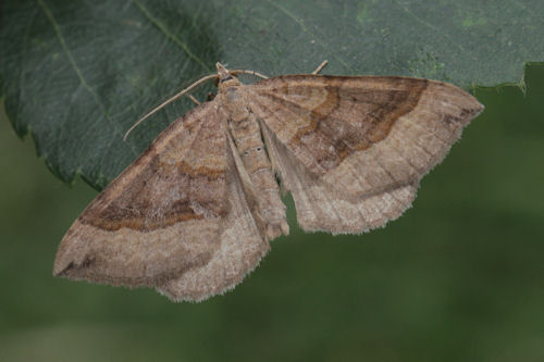 Scotopteryx chenopodiata: Bild 3