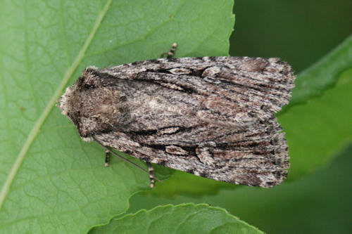 Dichagyris signifera: Bild 1