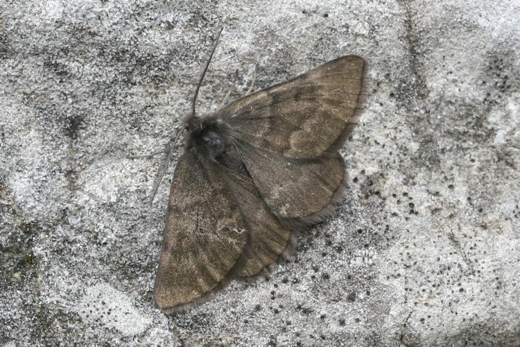 Sciadia tenebraria wockearia: Bild 1