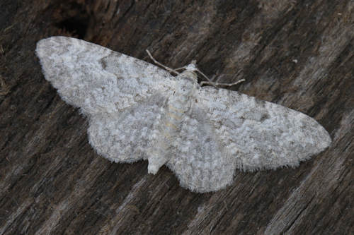 Eupithecia impurata: Bild 8