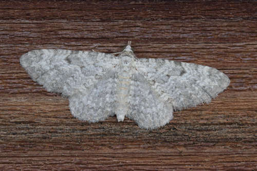 Eupithecia impurata: Bild 9