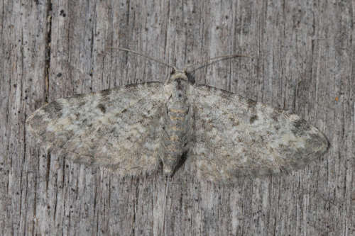 Eupithecia impurata: Bild 17