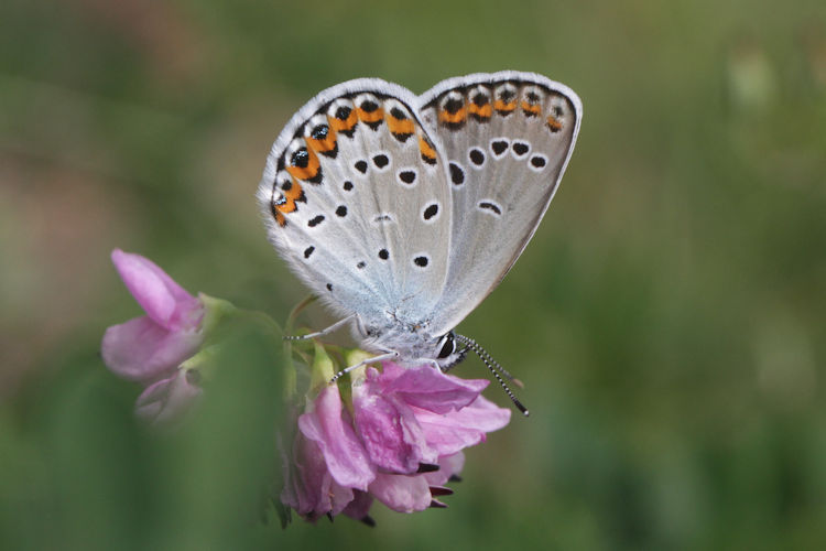 Plebejus argyrognomon: Bild 17