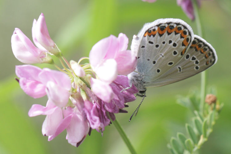 Plebejus argyrognomon: Bild 18