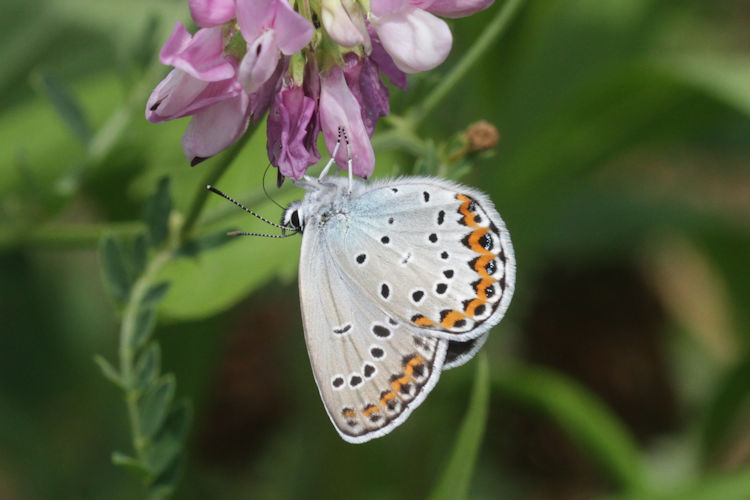 Plebejus argyrognomon: Bild 19