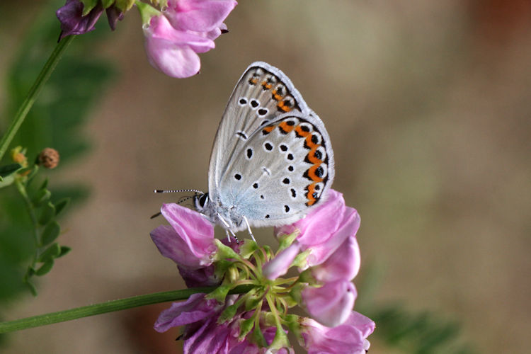 Plebejus argyrognomon: Bild 20