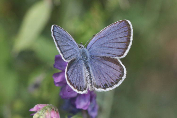 Plebejus argyrognomon: Bild 1