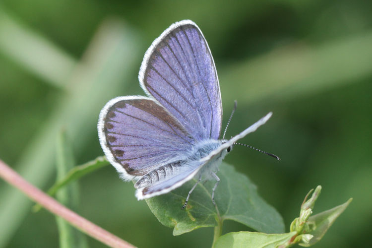 Plebejus argyrognomon: Bild 7