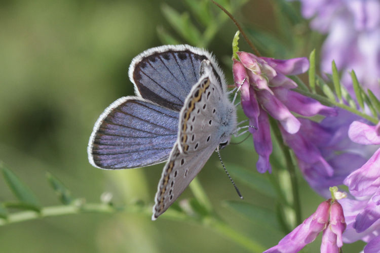 Plebejus argyrognomon: Bild 10