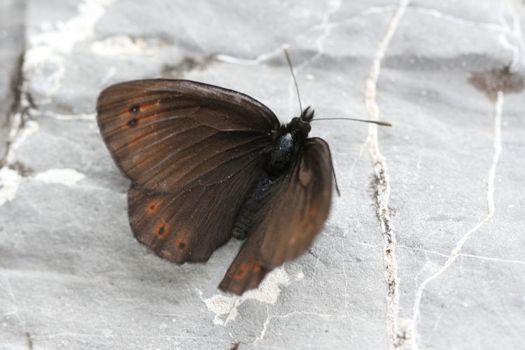 Erebia pluto velocissima: Bild 1