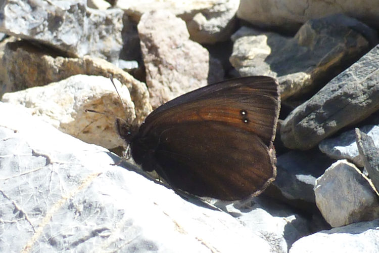 Erebia pluto velocissima: Bild 4