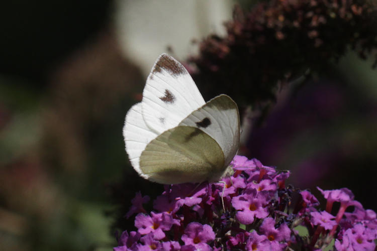 Pieris mannii alpigena: Bild 17