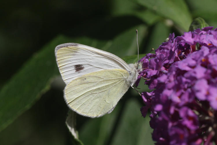 Pieris mannii alpigena: Bild 57