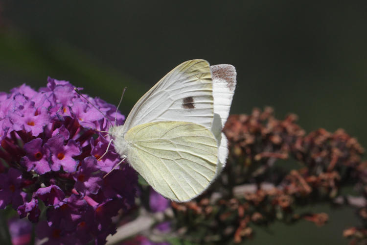 Pieris mannii alpigena: Bild 58