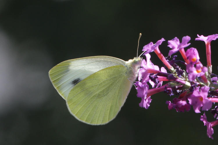 Pieris mannii alpigena: Bild 59