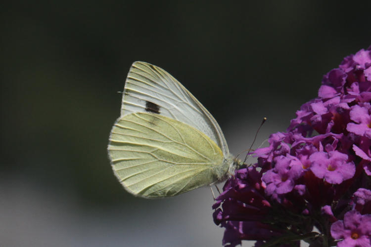 Pieris mannii alpigena: Bild 60