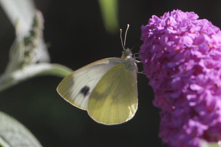 Pieris mannii alpigena: Bild 61