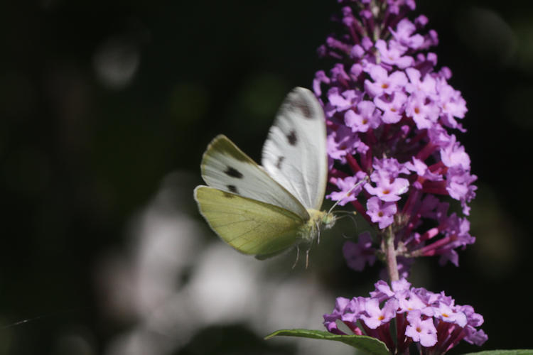 Pieris mannii alpigena: Bild 84