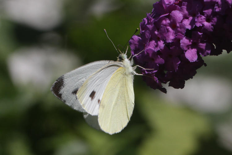 Pieris mannii alpigena: Bild 63