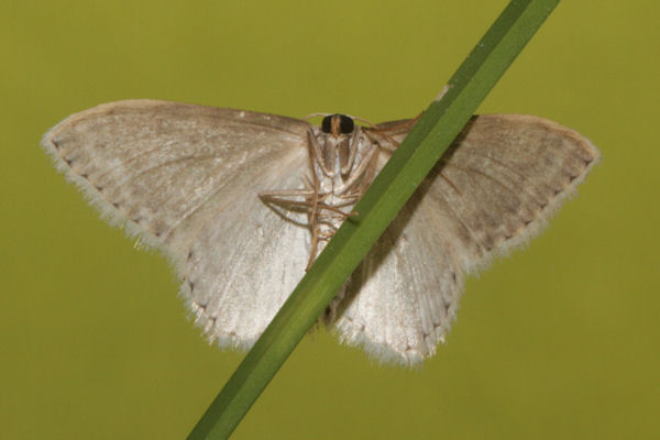 Scopula marginepunctata: Bild 64