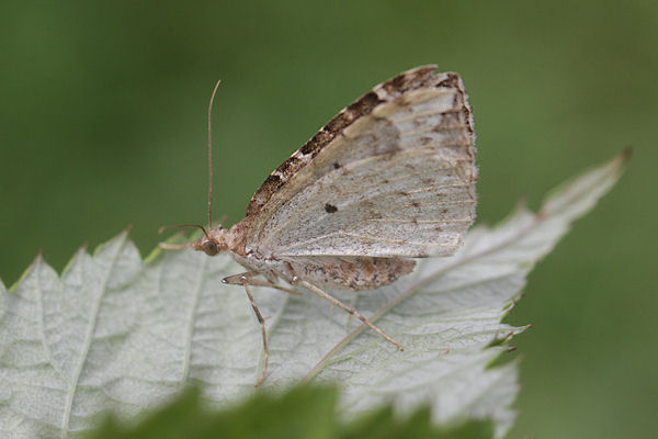 Eulithis prunata: Bild 4