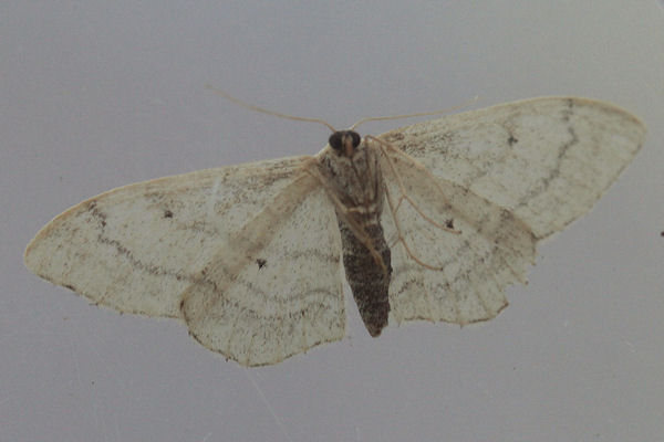 Idaea aversata: Bild 36