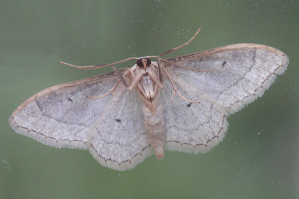 Idaea aversata: Bild 34