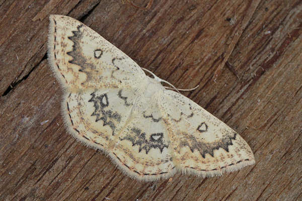 Cyclophora annularia: Bild 1