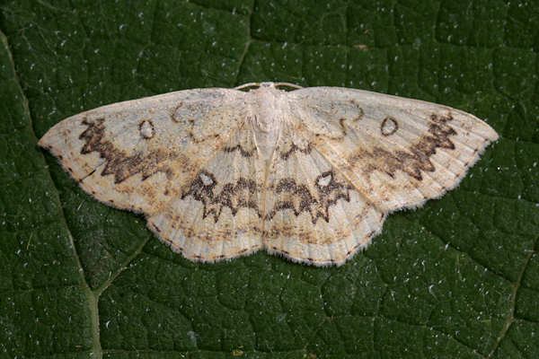 Cyclophora annularia: Bild 6