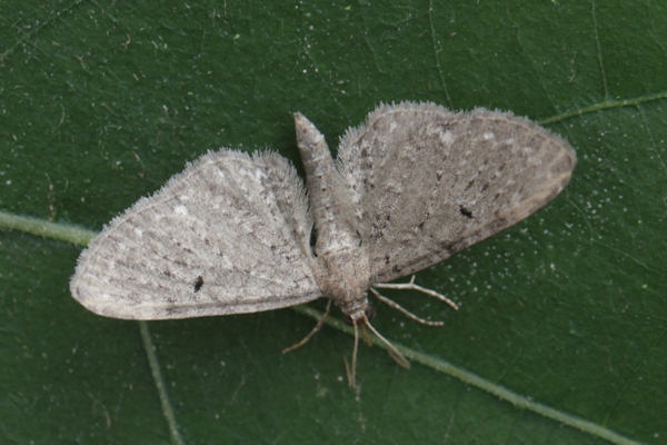 Eupithecia veratraria: Bild 6