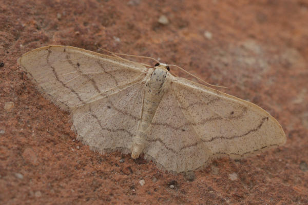 Idaea aversata: Bild 8