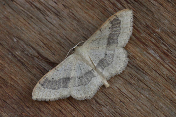 Idaea aversata: Bild 9