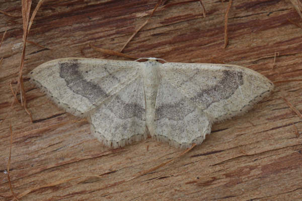 Idaea aversata: Bild 30