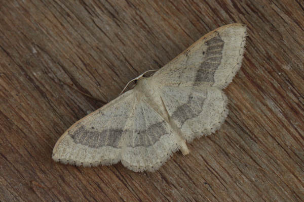 Idaea aversata: Bild 10