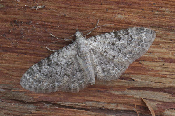 Eupithecia impurata: Bild 10