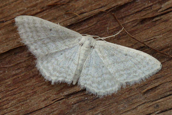 Idaea subsericeata: Bild 13