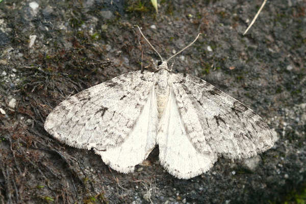 Epirrita autumnata: Bild 1