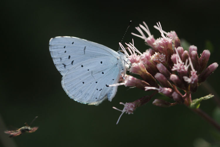 Celastrina argiolus: Bild 21