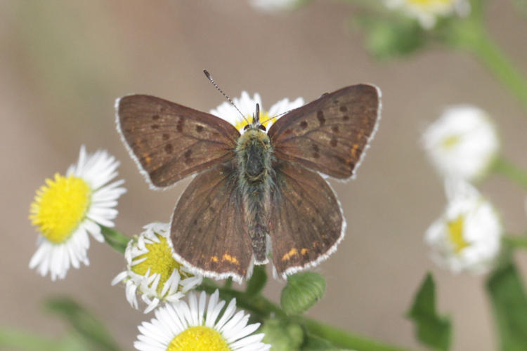 Lycaena tityrus locarnensis: Bild 3