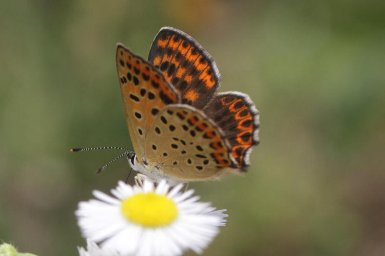 Lycaena tityrus locarnensis: Bild 18