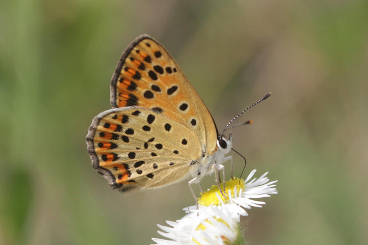 Lycaena tityrus locarnensis: Bild 20