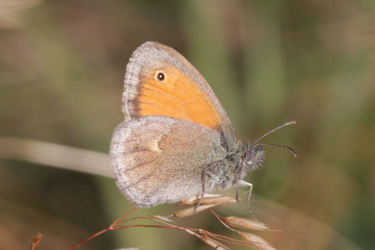 Coenonympha pamphilus: Bild 4