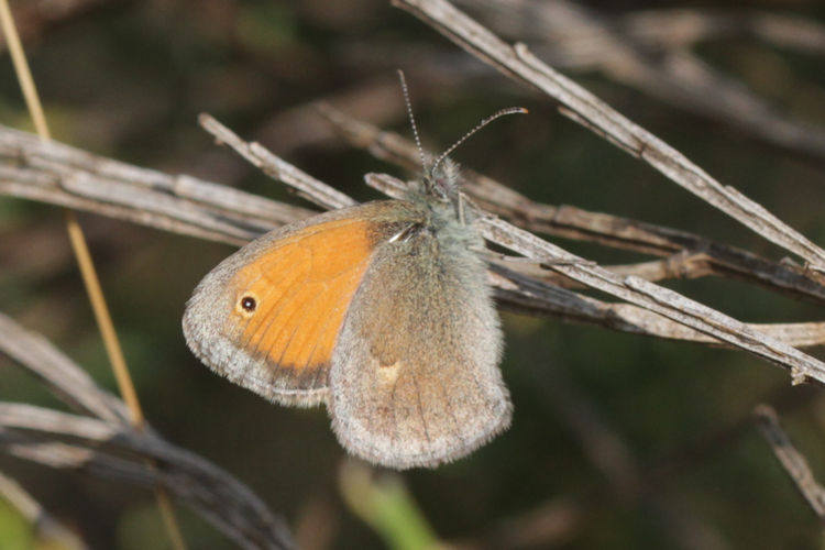 Coenonympha pamphilus: Bild 5