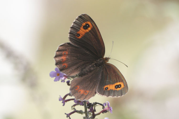 Erebia aethiops rubria: Bild 2