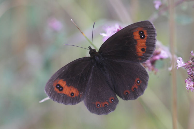 Erebia aethiops rubria: Bild 3